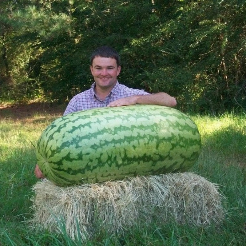 massive melons handjob