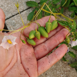 Wild Potato Seeds (Solanum...