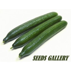 Cucamelon seeds (Melothria scabra) - Price €1.85