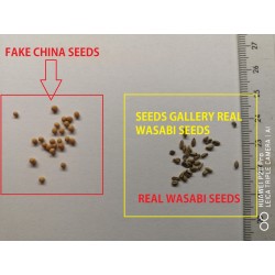 Wasabi Japonais – Eutrema japonicum – Wasabi Plant – Les Plantes