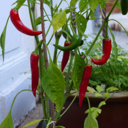 Piment de cayenne Ring of Fire