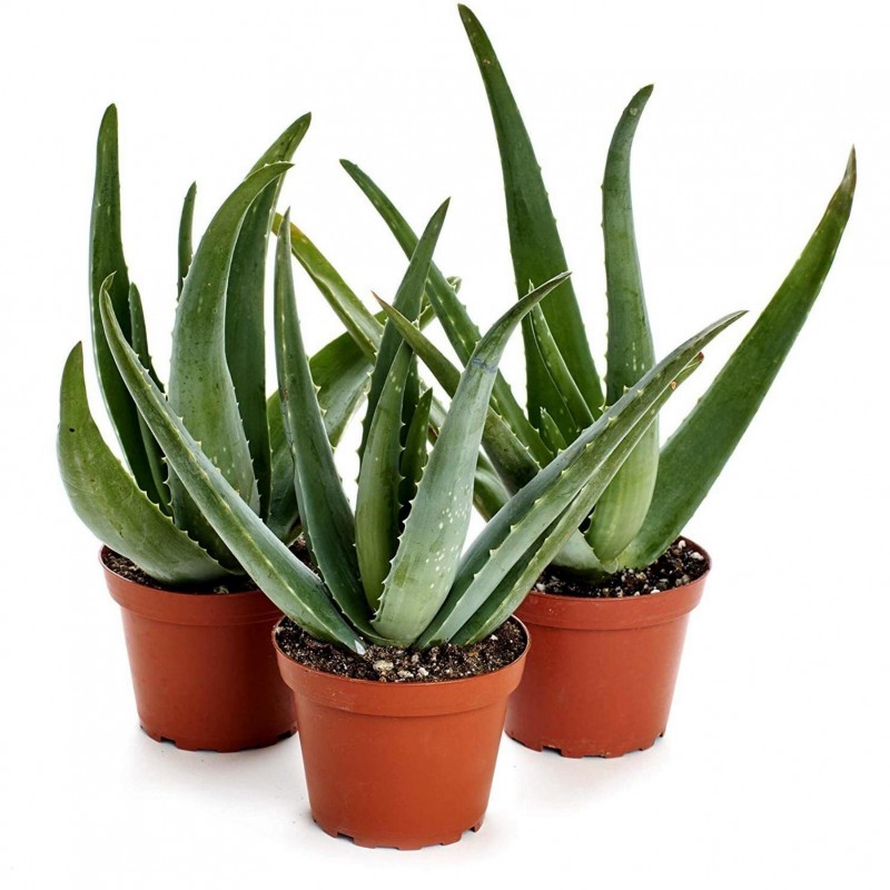 Aloe vera (barbadensis), plante dépolluante