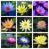 Sacred Lotus Seeds mixed colors (Nelumbo nucifera)
