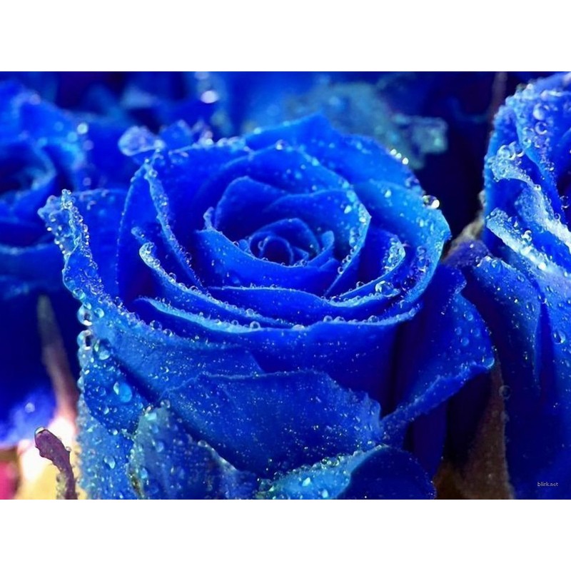 Sementes de Rosa Azul - Blue - Precio: €2.50