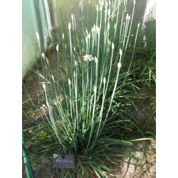 Ciboulette Chinoise (Allium tuberosum) Graines - Alsagarden